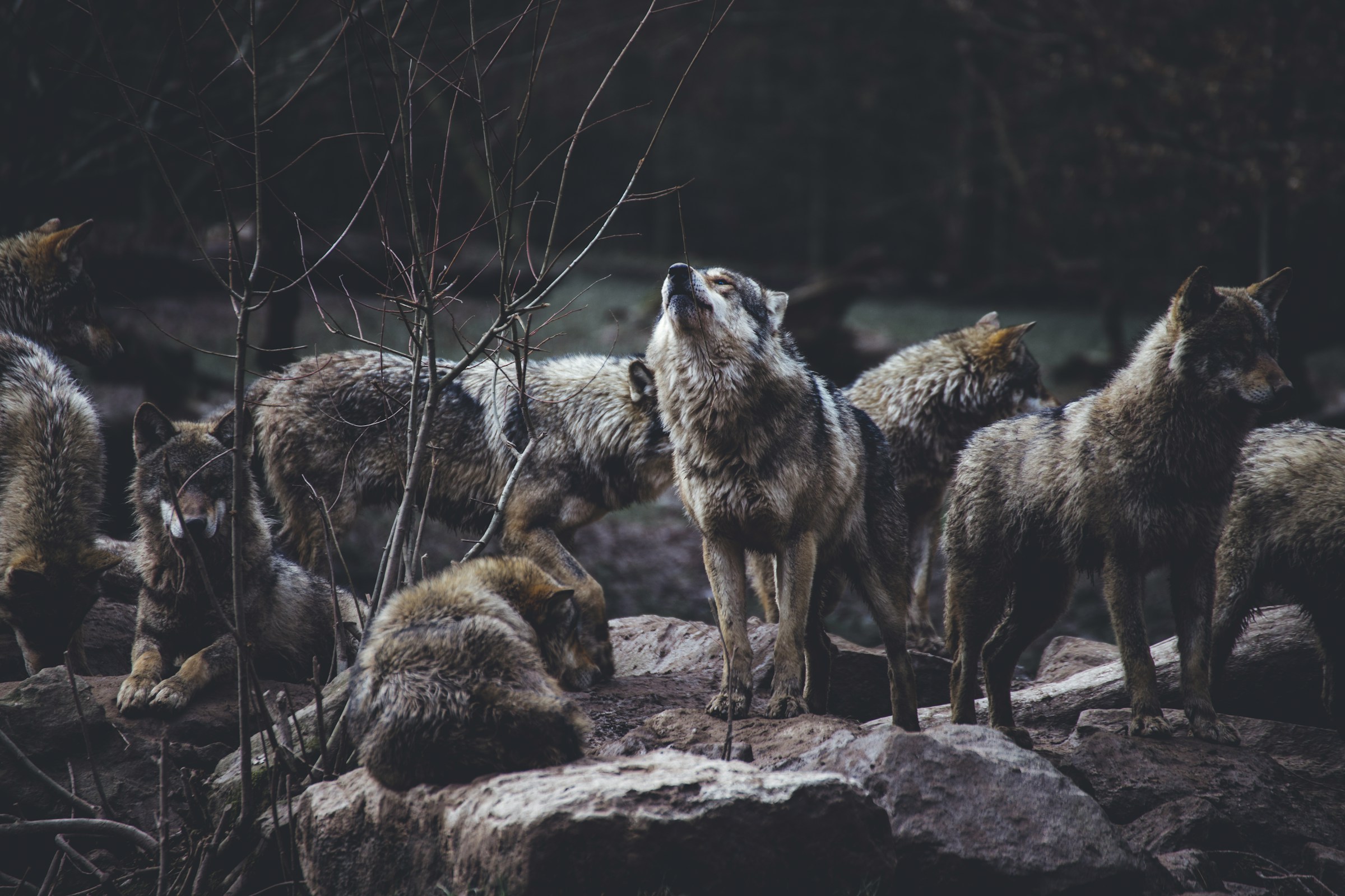 How Dire Wolf Technology is Saving America's Most Endangered Canid