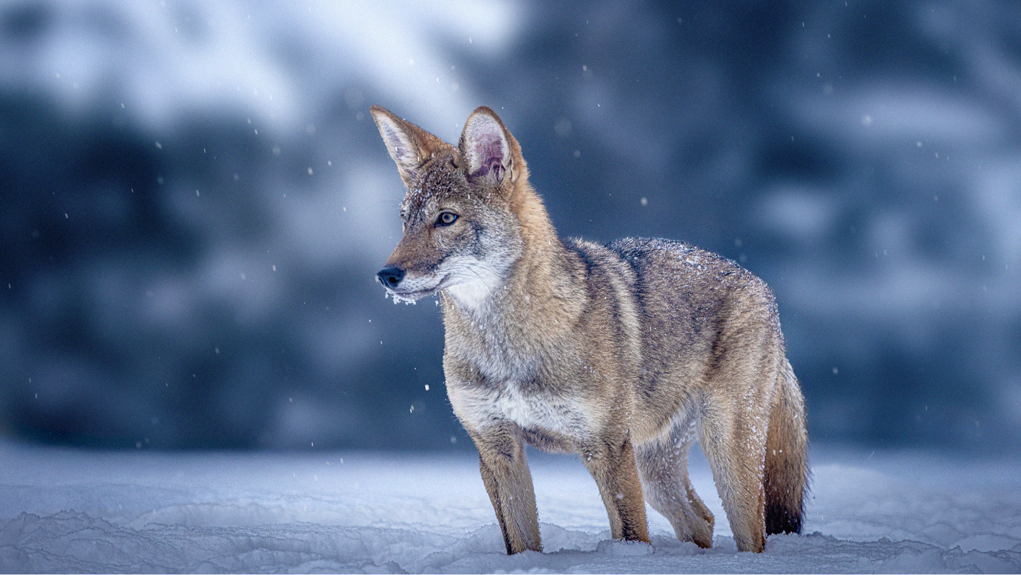 wolf